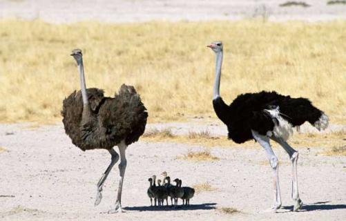 鸵鸟图片 鸵鸟图片大全大图
