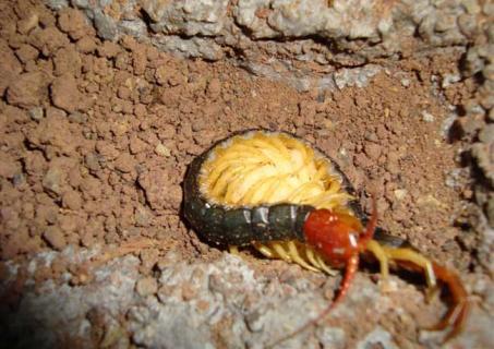 蜈蚣养殖的常见骗局 蜈蚣养殖骗局是真的吗