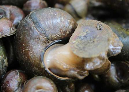 田螺图片（田螺图片高清大图）