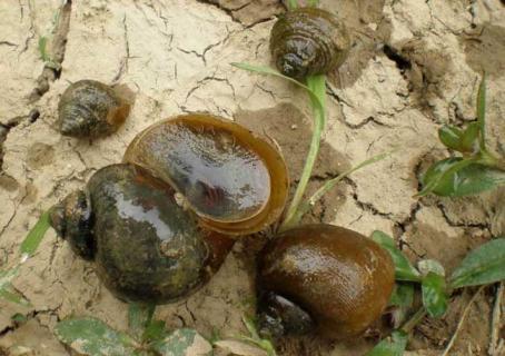 田螺产地在哪里（田螺产自什么地方）