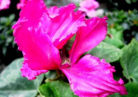 仙客来图片（仙客来图片欣赏图片）