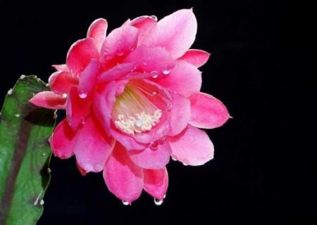 令箭荷花图片 令箭荷花图片令箭荷花的养殖方法