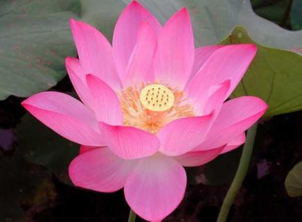 荷花图片 荷花图片大全头像