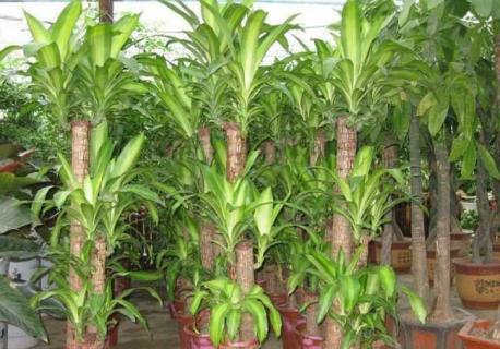 巴西木图片 巴西木图片真实