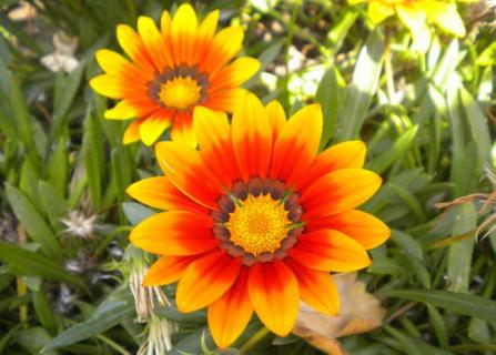 勋章菊图片 勋章菊简介