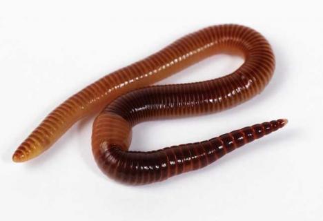 蚯蚓图片（蚯蚓图片真实）