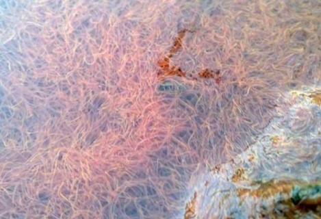 水蚯蚓（水蚯蚓有危害吗）