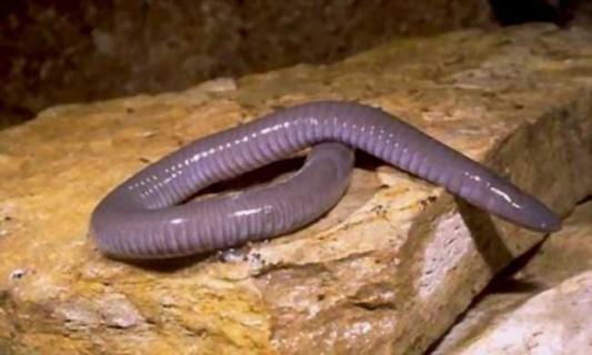 巨型蚯蚓 巨型蚯蚓图片