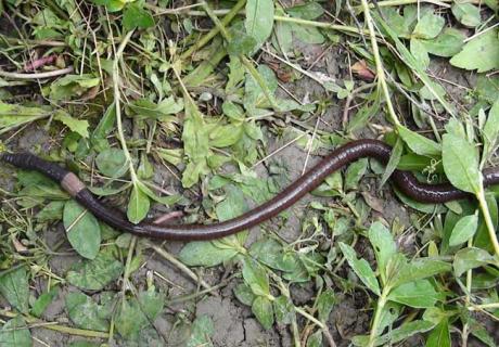 蚯蚓的血是什么颜色 蚯蚓的血是什么颜色白色蓝色红色