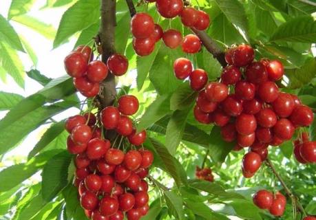 樱桃图片（樱桃图片樱桃树的图片）