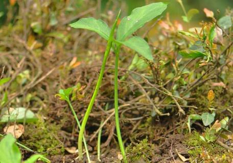 半夏图片 半夏图片全图