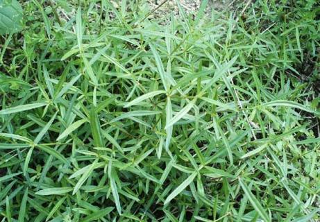 白花蛇舌草（白花蛇舌草的功效与主治）