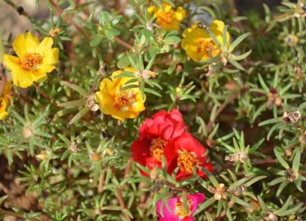 半枝莲（半枝莲图片）