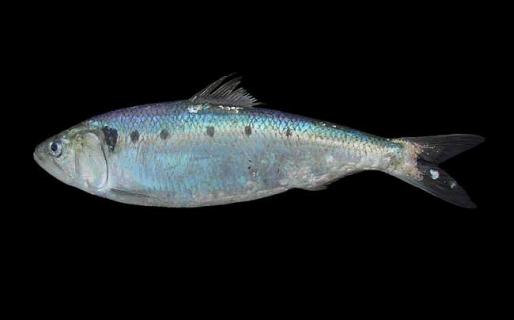 刀鱼图片（刀鱼图片大全大图）