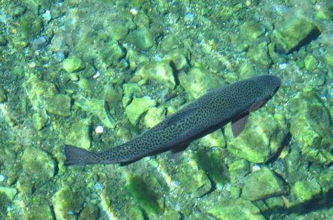 三文鱼图片（三文鱼图片大全大图）