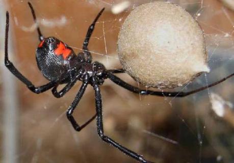 黑寡妇蜘蛛 黑寡妇蜘蛛生存在哪里
