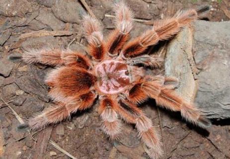 红玫瑰蜘蛛 红玫瑰蜘蛛图片