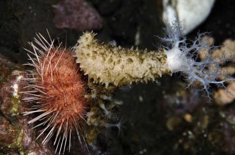 海参图片 海参图片高清 野生