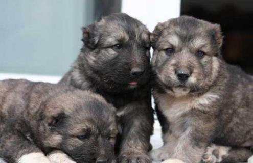 肉狗养殖场建设方案 肉狗养殖场建造