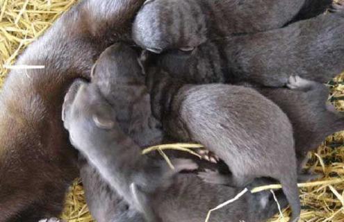 水貂养殖视频技术指导 水貂养殖需要什么条件
