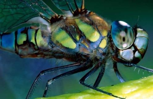 昆虫的特征有哪些 昆虫记所有昆虫特点和特征