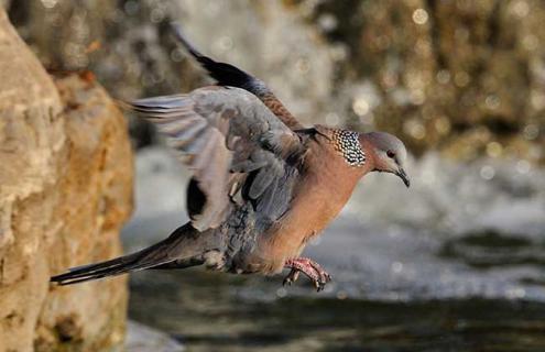 斑鸠的种类有哪些（斑鸠的种类有哪些呢）
