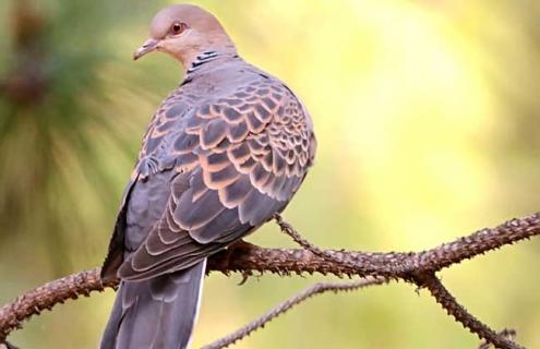 斑鸠图片 斑鸠图片国家保护动物