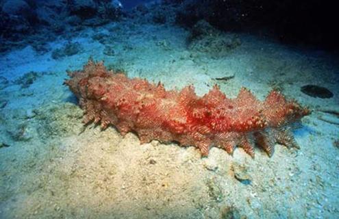 海参多少钱一斤（海参多少钱一斤一般）