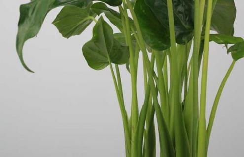 滴水观音图片（滴水观音图片大全大图）