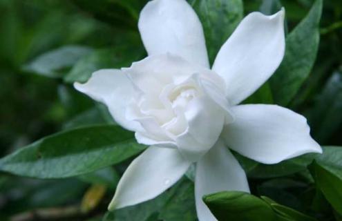 栀子花图片 栀子花图片功效与作用