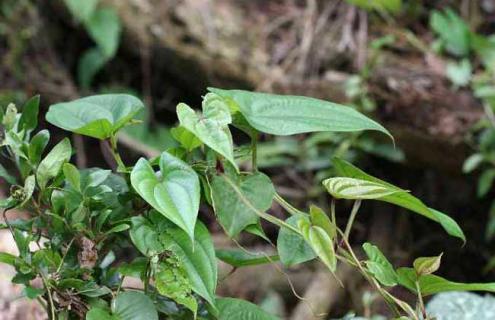 山药图片 山药图片植物