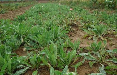 板蓝根图片 板蓝根图片及功效