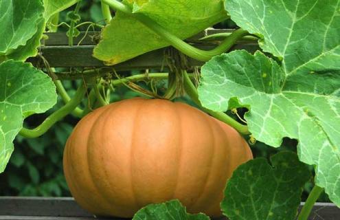 南瓜图片（南瓜图片卡通）