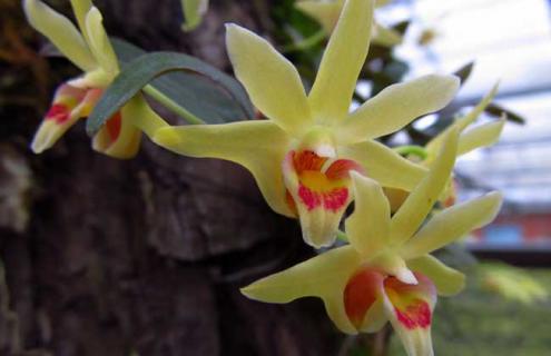 铁皮石斛图片 铁皮石斛图片大全大图 全图