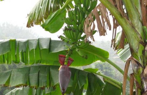 香蕉图片（香蕉图片简笔画）