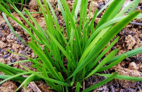 韭菜图片（韭菜图片大全大图）