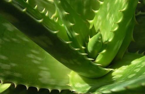 库拉索芦荟图片（库拉索芦荟图片大全大图）