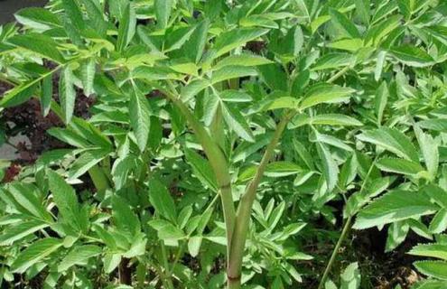 白芷图片 白芷图片大全大图