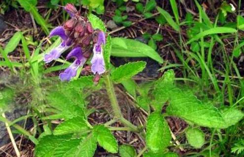 丹参图片 丹参图片植物图片