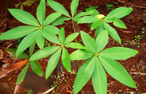 发财树图片 发财树图片唯美高清图片