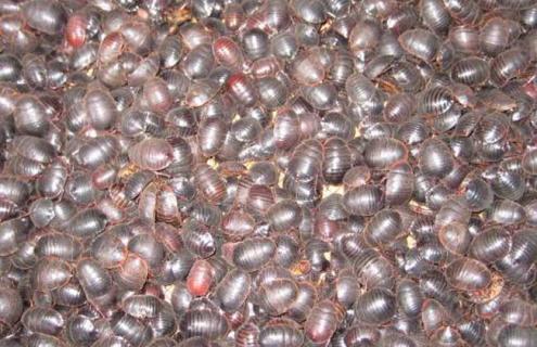 土元图片（土元图片大全大图）