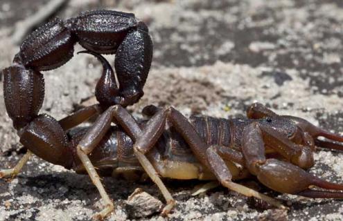 蝎子养殖成本和利润 蝎子市场价多少一斤
