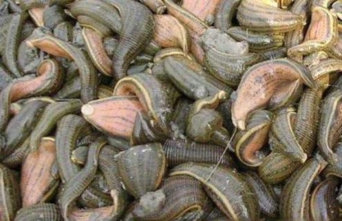 水蛭的种类有哪些 水蛭的种类有哪些图片大全