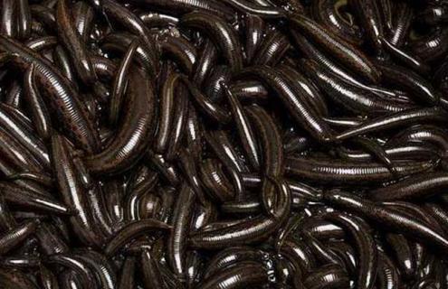 蚂蝗吃什么食物（蚂蝗吃什么食物视频）