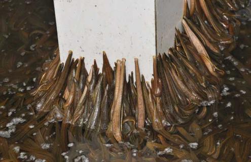 蚂蟥最怕什么 蚂蟥最怕什么,被他吸血怎么办