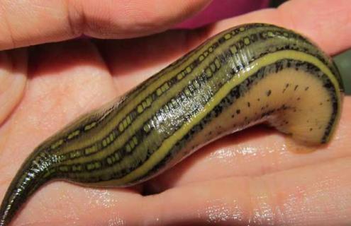 水蛭的捕捉方法 水蛭的捕捉方法和时间视频