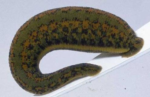 水蛭的生活习性 水蛭主要生活在哪里