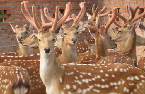 梅花鹿养殖成本和利润（梅花鹿养殖成本和利润视频）