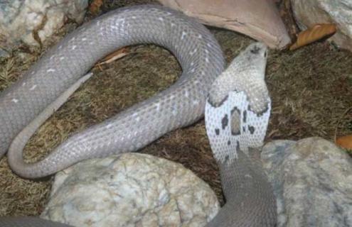 舟山眼镜蛇图片（舟山眼镜蛇图片大全）