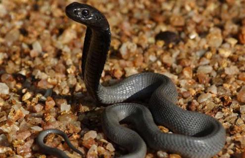 眼镜蛇图片（眼镜蛇图片大全）